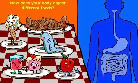 http://kitses.com/animation/swfs/digestion.swf