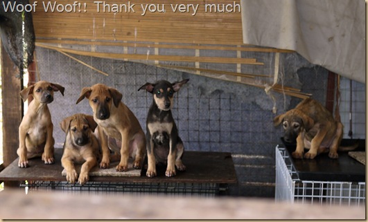 many pups