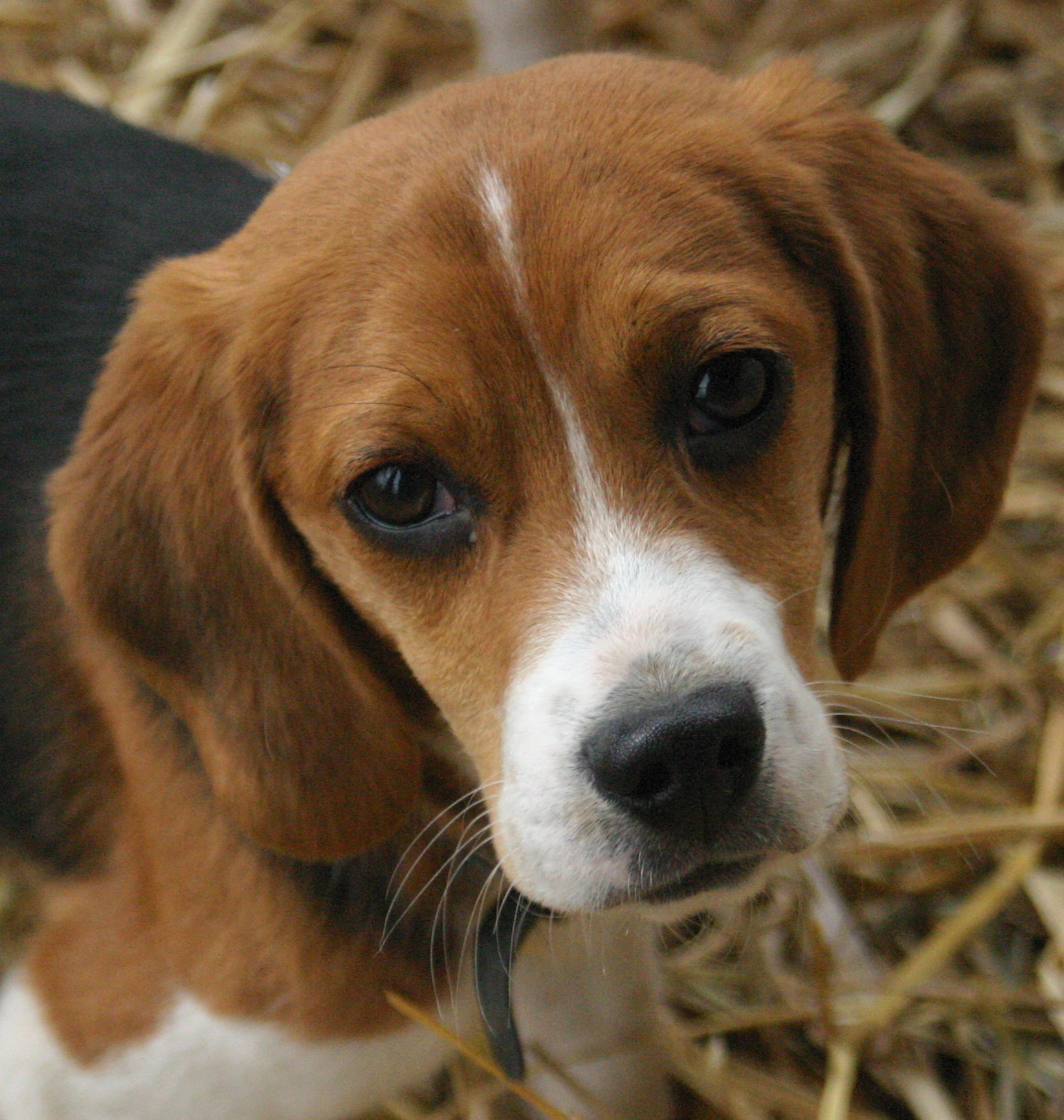 Cute Puppy Dogs: Small beagle puppies