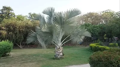 Suicide Palm Tree