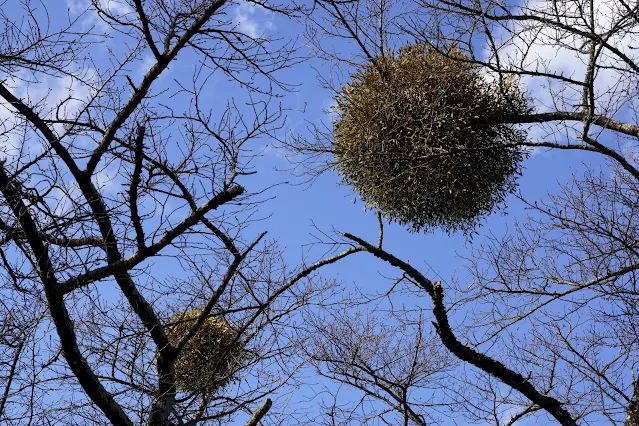 桜の木に寄生するヤドリギ