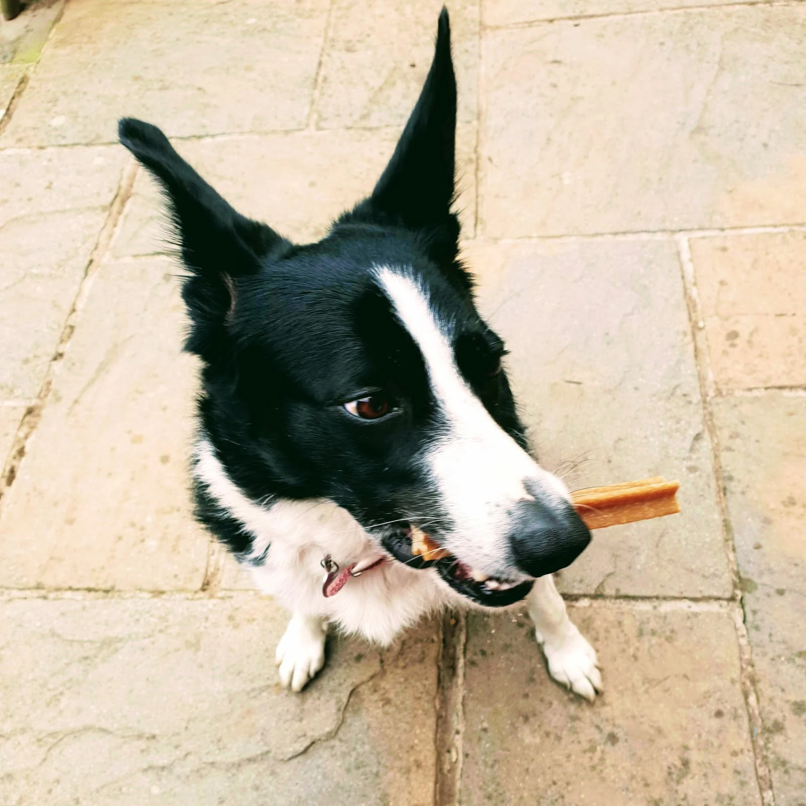 Mollie The Border Collie