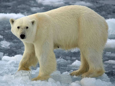 Polar Bear Wild Animals Pics.