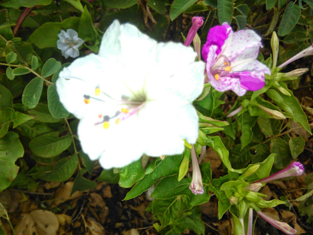 mirabilis jalapa