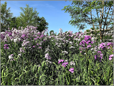 June 8, 2018 Driving home with the fragrance of phlox in the air