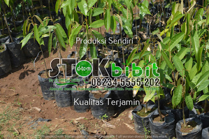 Mahoni                                  pohon dan buah mahoni