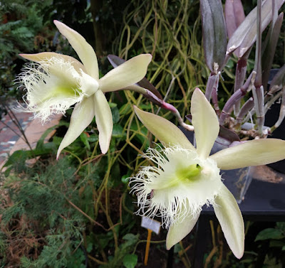 Ринхолелия Дигби / Брассавола Дигби (Rhyncholaelia digbyana, =Brassavola digbyana)