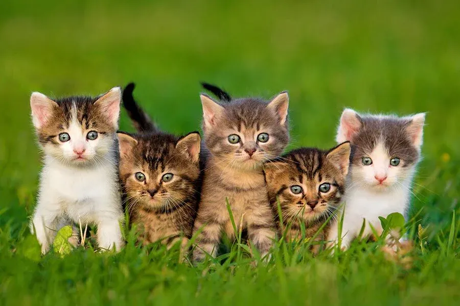 ما هي احسن فصيلة قطط؟