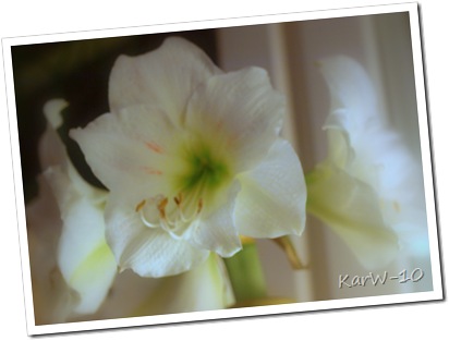 vit amaryllis 010