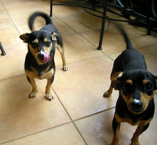 chihuahuas after eating yogurt, La Ceiba, Honduras