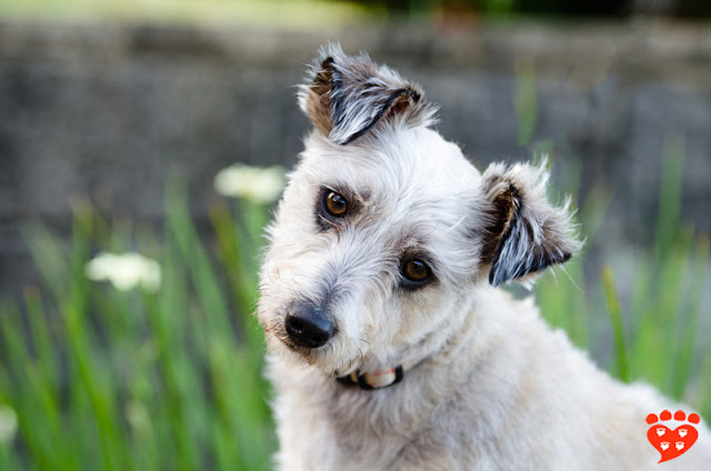 A cute dog with a head tilt