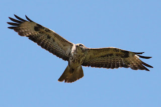 Buzzard in Flight