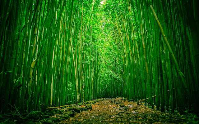 Cerita Bermotivasi: Filosofi Pohon Bambu