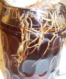 Roots of Amaryllis bulb soaking in seaweed and water solution.