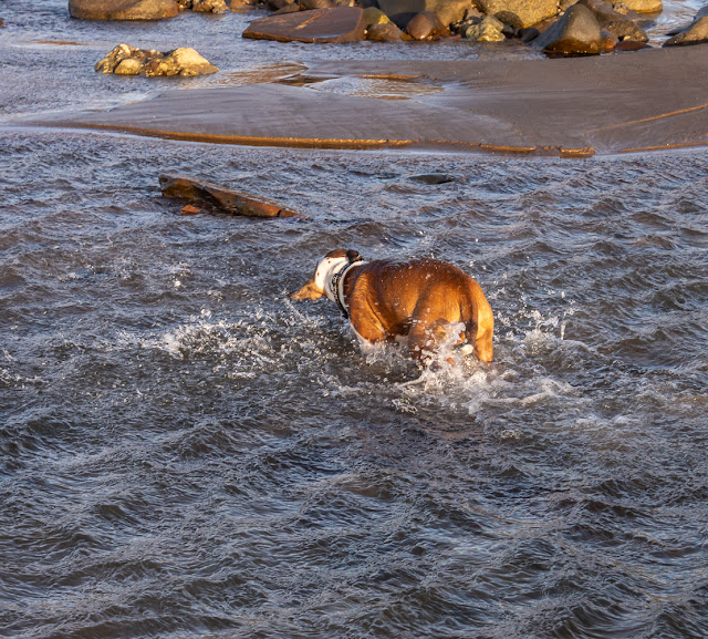 Photo of Ruby taking an unintentional dip on the beach