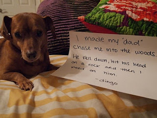 Funny dog shaming, funny dog pictures, funny dogs, dog shaming