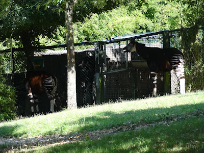 2024.08.26-104 okapis