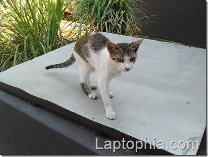 Hasil Foto Kamera Smartfren Andromax ES