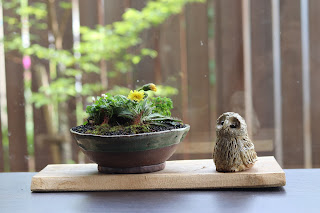 山野草盆栽とフクロウの人形