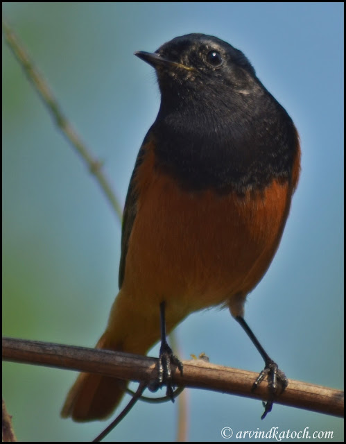 Black Redstart Front