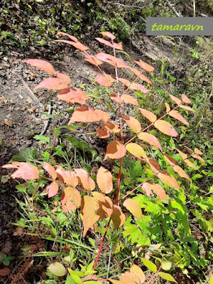 Аралия высокая / Аралия маньчжурская (Aralia elata, =Aralia mandshurica)