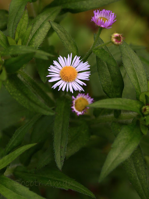 Erigeron annuus