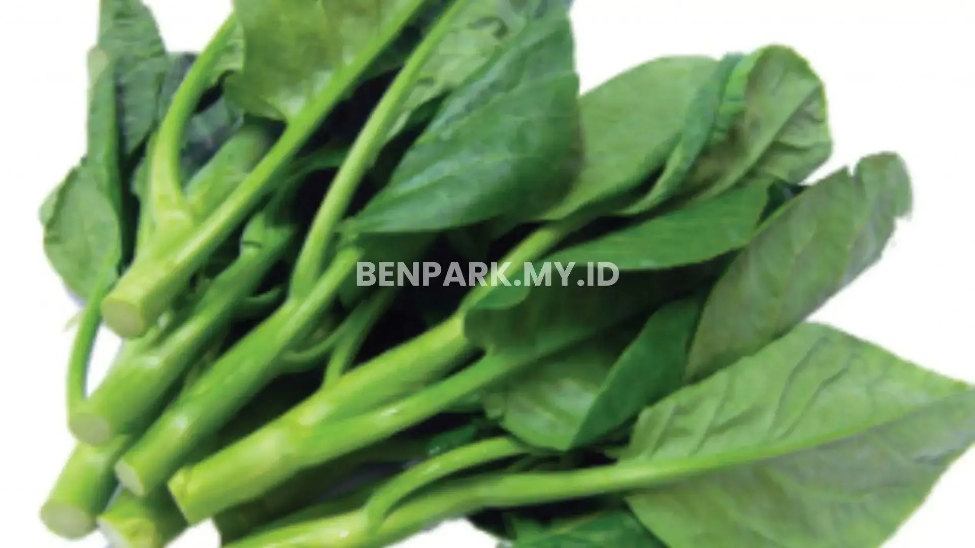 Makanan yang Paling Populer Untuk Kura-Kura Darat