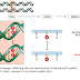 Genetic diseases