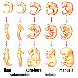 Contoh Analogi Sifat - Fontoh