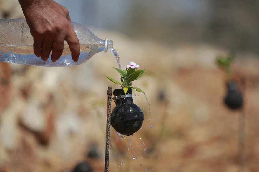 Palestinian Woman Plants Flowers In Israeli Army Tear Gas Grenades