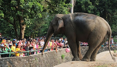 Atraksi gajah yang bisa ditonton di Kebun Binatang Ragunan