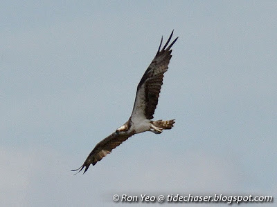 Osprey (Pandion haliaetus)