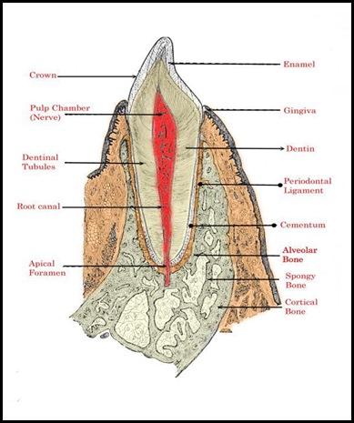 Tooth anatomy