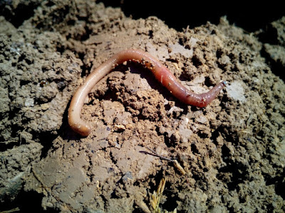 Worms In House Plant Soil