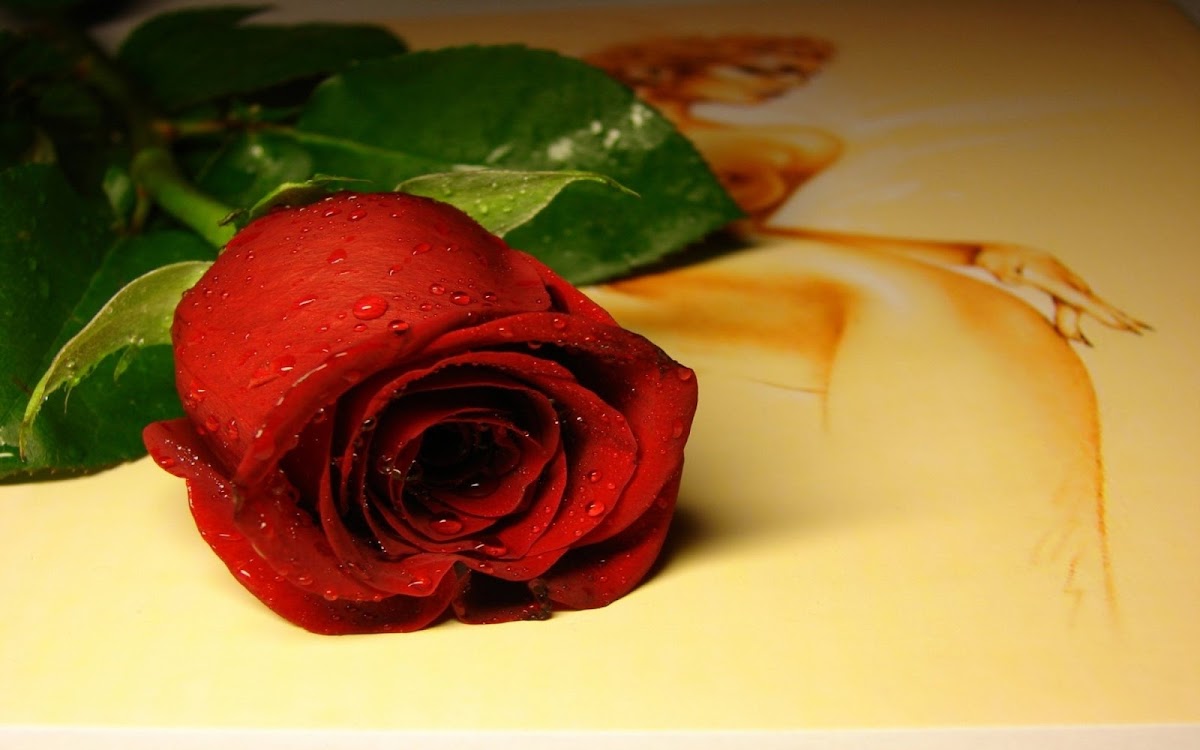 Red Rose Widescreen HD Wallpaper 9