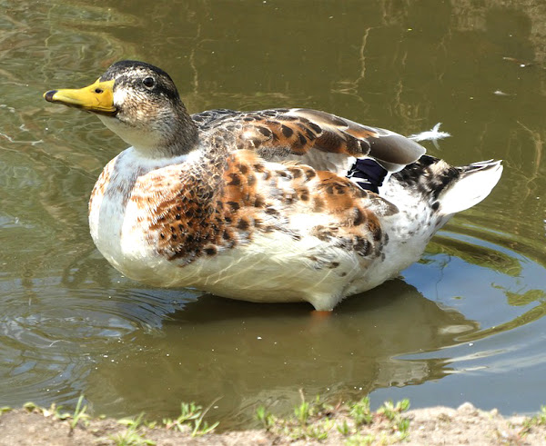 silver appleyard duck, silver appleyard ducks, about silver appleyard duck, silver appleyard duck breed, silver appleyard duck breeders, silver appleyard duck behavior, silver appleyard duck breed info, silver appleyard duck color, silver appleyard duck characteristics, silver appleyard duck care, silver appleyard duck eggs, silver appleyard duck egg size, silver appleyard duck egg color, silver appleyard duck facts, silver appleyard duck for meat, silver appleyard duck for eggs, silver appleyard duck history, silver appleyard duck hatchery, silver appleyard duck ducklings, silver appleyard duck info, silver appleyard duck information, silver appleyard duck images, silver appleyard duck meat, silver appleyard duck origin, silver appleyard duck picture, silver appleyard duck photo, silver appleyard duck personality, raising silver appleyard duck, silver appleyard duck size, silver appleyard duck temperament, silver appleyard duck uses, silver appleyard duck variety, silver appleyard duck weight