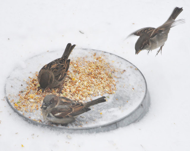 Sparrows eating