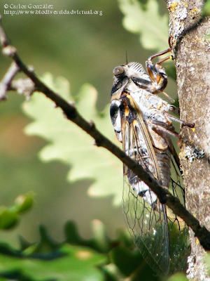 http://www.biodiversidadvirtual.org/insectarium/Lyristes-plebejus-img492847.html