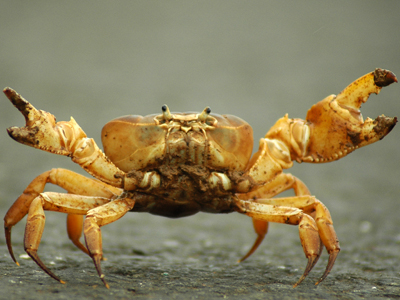 Sistem Ekskresi Invertebrata  Kumpulan