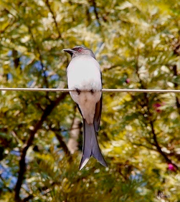 "White-bellied Drongo, resident sitting on a wire."