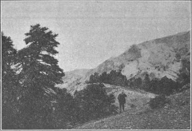 El Pinspapar de la Sierra de las Nieves. Fotografía de F. Suviri, en "Una visita a la Sierra de las Nieves; el Pinsapar que yo he visto"; Memoria de la Sociedad Excursionista de Málaga 1934-1935.