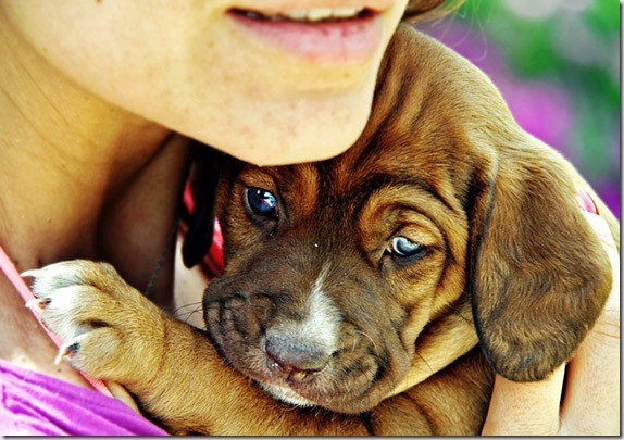 photographing-pets-2