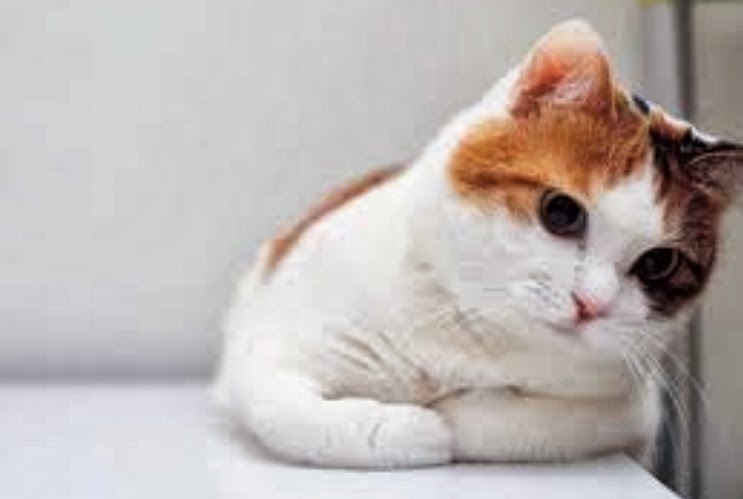 Cute+Cat14