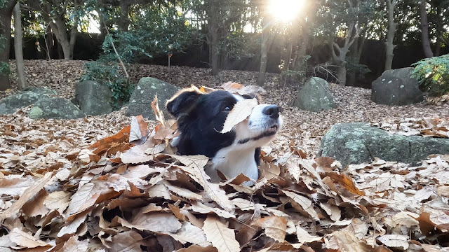 保護犬 ボーダーコリー トーマ