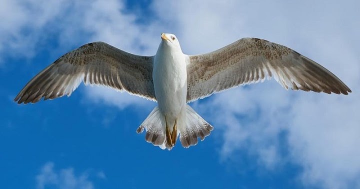 Mengapa Burung  burung  Memiliki Bentuk Sayap  Berbeda Naviri Magazine