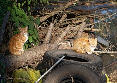 two orange tabby feral cats, with tires and tree