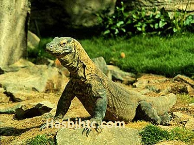 Taman Nasional Komodo Gambar Komodos