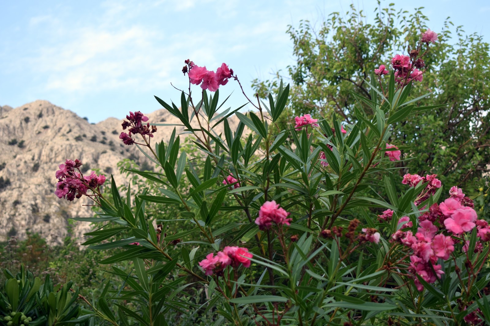 In the apartment's garden, Batomalj