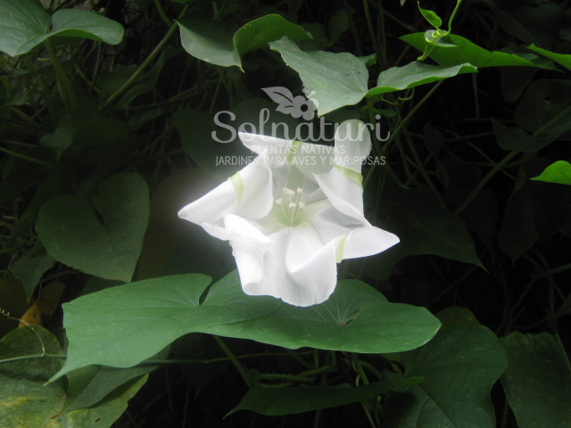 Ipomoea alba  Dama de noche