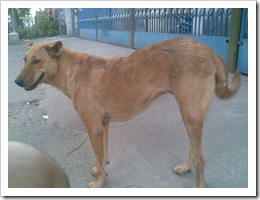 doggie (2)